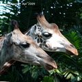 20090423 Singapore Zoo  31 of 97 